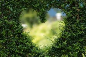 Sydämen muotoinen kolo vihreässä pensasaidassa