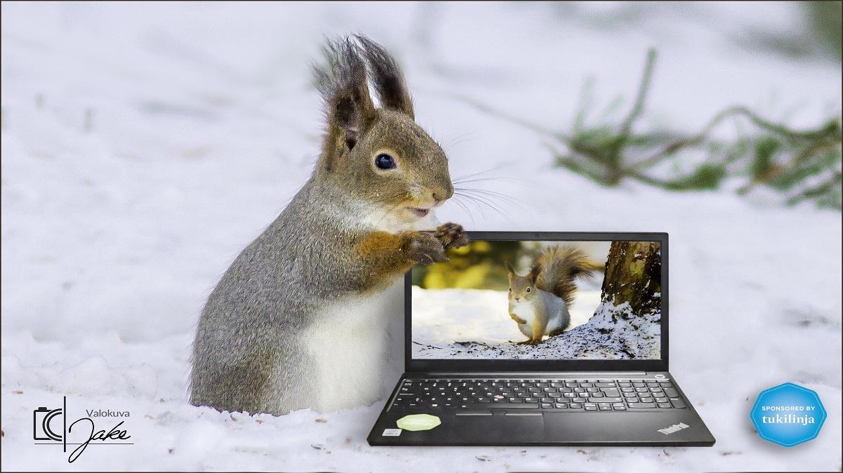 Orava pitää kiinni kannettavasta tietokoneesta.