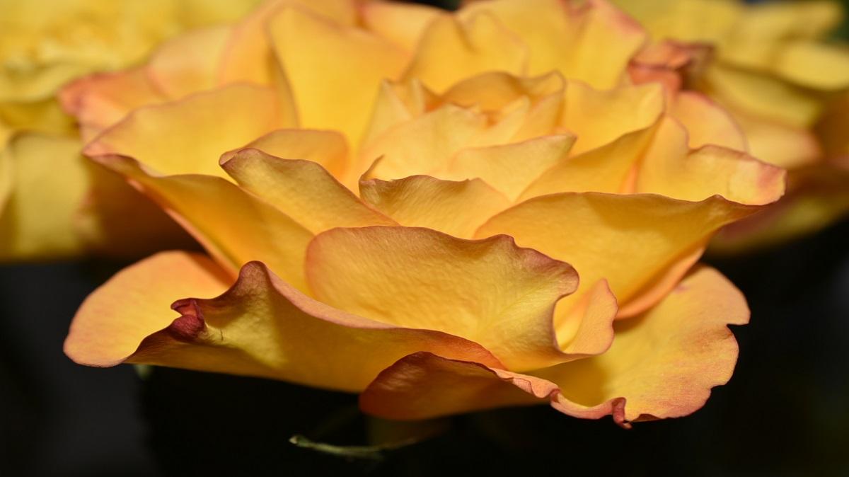 Keltainen ruusu